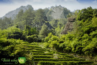 Trà Vũ Di Nham – “Nham Nham Hữu Trà, Trà Các Hữu Danh”